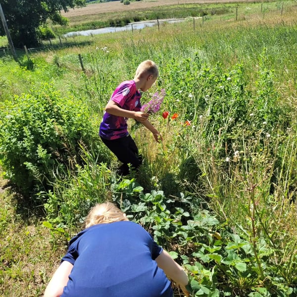 Sommerblomster og natur ved Trivselsgaarden Lærkevang